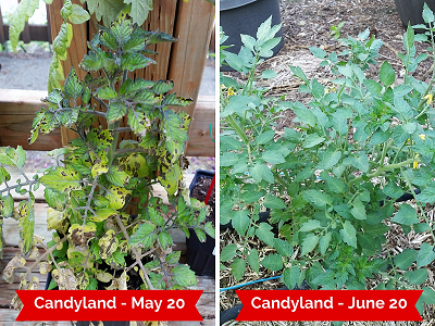 Pictures of diseased Candyland tomato May 20 and healthy candyland tomato June 20