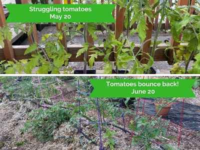 Pictures of tomatoes May 20 and June 20