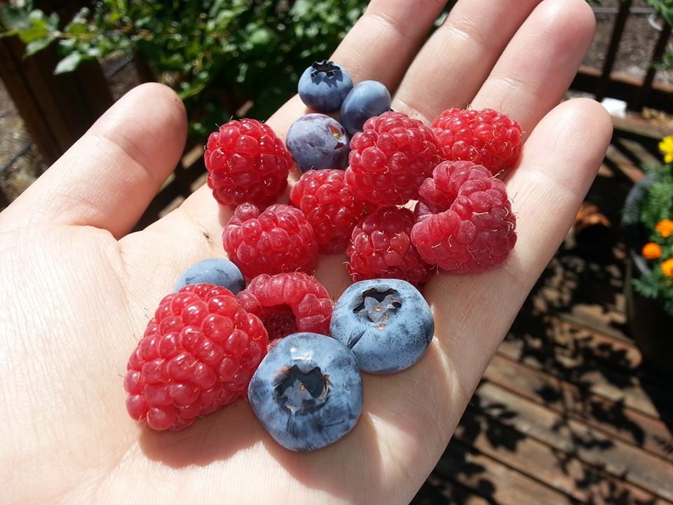 Raspberries and blueberries Washington Grown