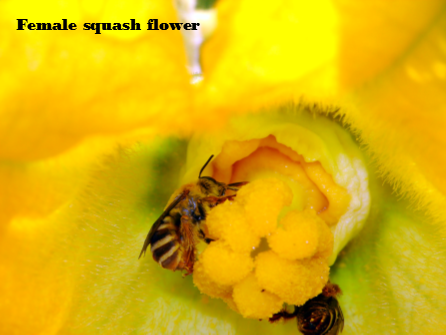 female squash flower labeled1