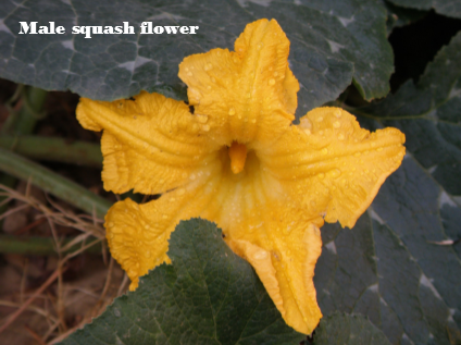 male squash flower labeled 