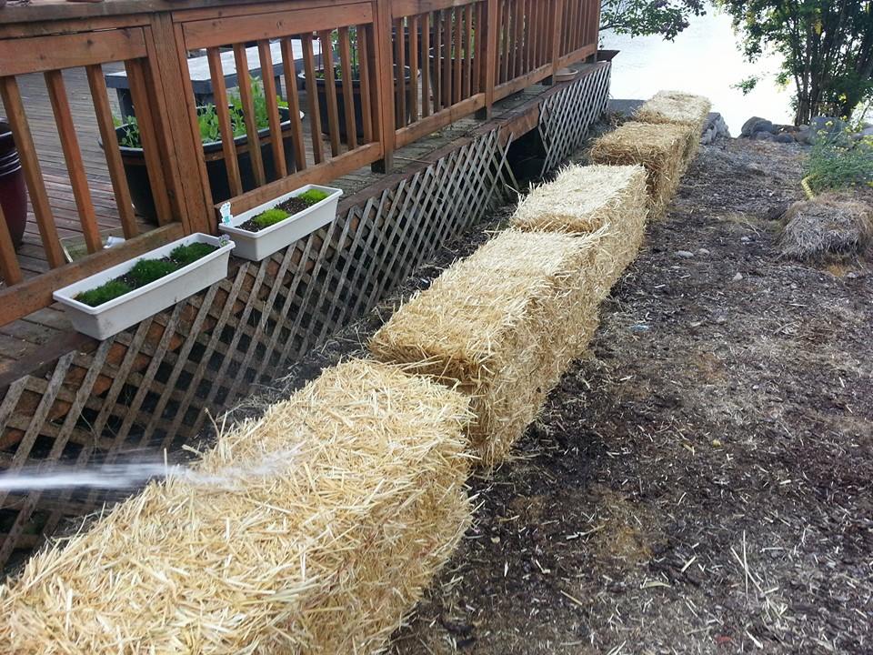 Straw bales being prepared for planting.