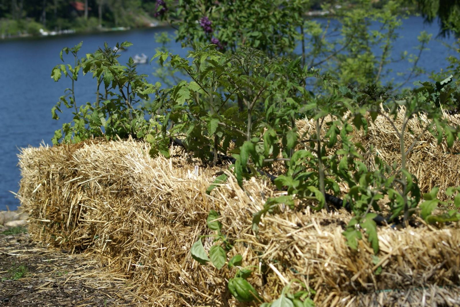 tomatoes in straw bales