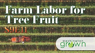 Tree Fruit & Farm Labor