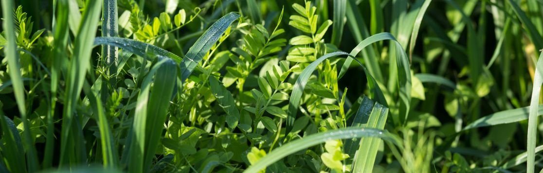 Cover Crops: The "LBD" of Conservation