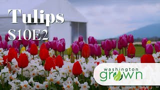 Flowers & Tulips