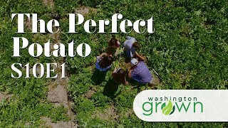 Growing the Perfect Potato