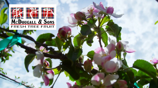 McDougall & Sons Orchards 