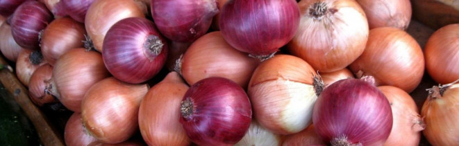 Onions at L&L Farms