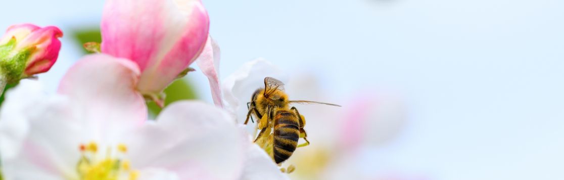 The Power of the Honeybee