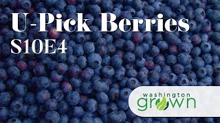 U-Pick Berries